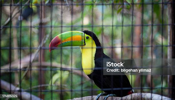 Papagaio - Fotografias de stock e mais imagens de Animal - Animal, Ao Ar Livre, Beleza