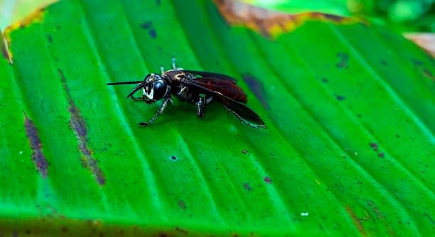 istock insects, bugs, entomology, arthropods, butterflies 1748153885