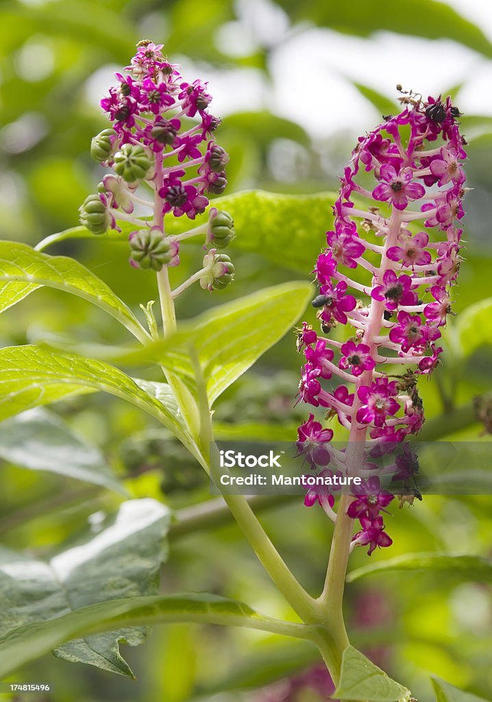 Indian Phytolaque d'orient (Phytolacca esculenta) - Photo de Automne libre de droits