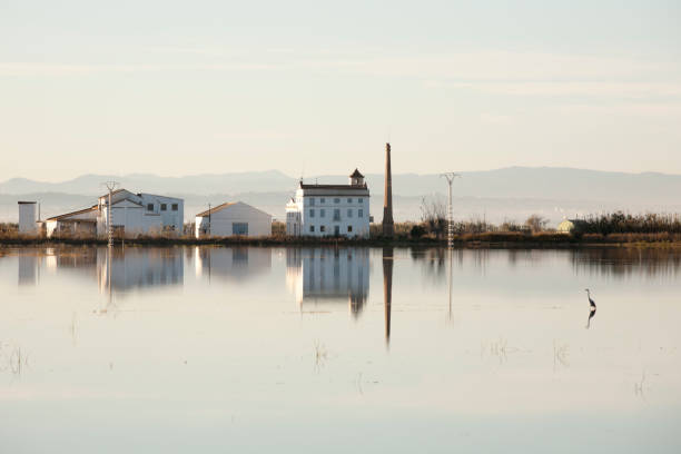 das albufera naturpark - naturpark stock-fotos und bilder