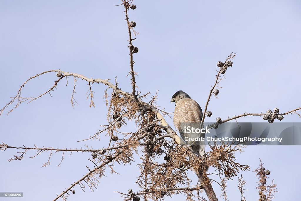 Cooper's Hawk Accipiter cooperii mężczyzna Raptor - Zbiór zdjęć royalty-free (Ameryka Północna)