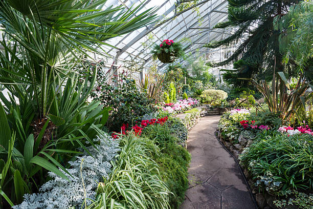 istock Hanging Plants in the Greenhouse 174815752