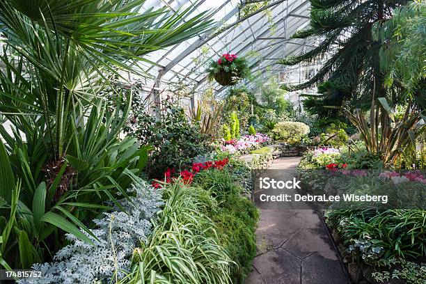 Foto de Plantas Penduradas Na Área Da Estufa e mais fotos de stock de Estufa - Estufa, Flora, Amarílis