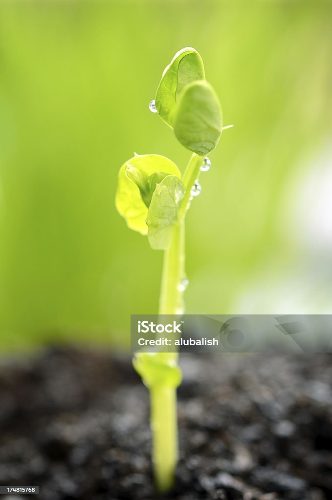 Новая жизнь - Стоковые фото Зелёный горошек роялти-фри
