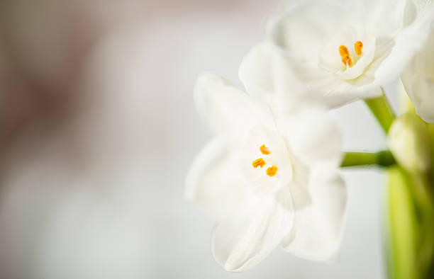 istock Paperwhites in Bloom 174816060