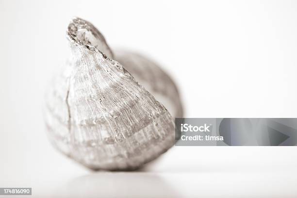 Photo libre de droit de Méditation Series Vue Arrière Dun Ridé Bulot banque d'images et plus d'images libres de droit de Blanc - Blanc, Contemplation, Coquille et coquillage