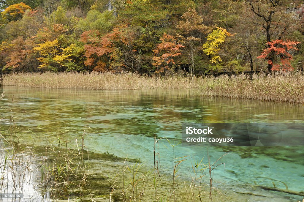 Bellezza nella natura - Foto stock royalty-free di Acqua