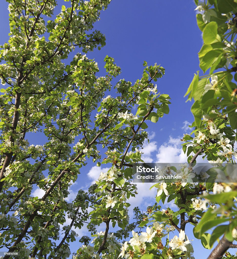Blühenden Baum - Lizenzfrei Apfelbaum Stock-Foto