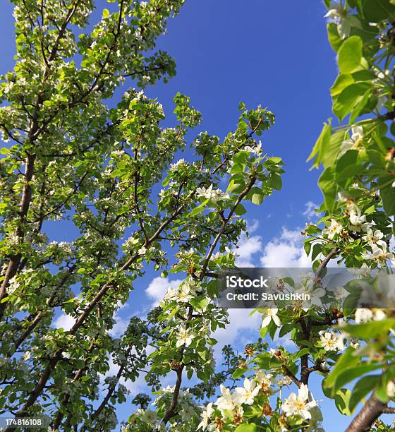 Blühenden Baum Stockfoto und mehr Bilder von Apfelbaum - Apfelbaum, Apfelbaum-Blüte, Ast - Pflanzenbestandteil