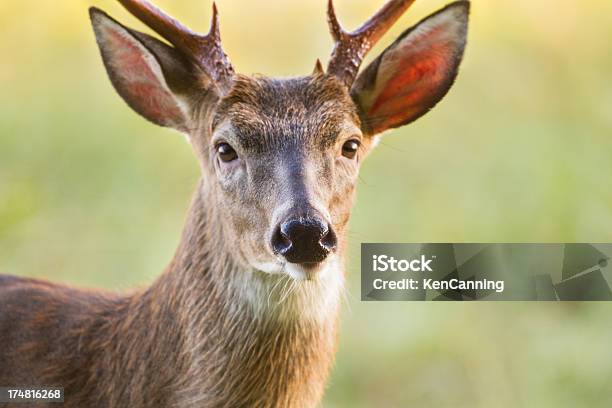 Jeleń Buck - zdjęcia stockowe i więcej obrazów Ameryka Północna - Ameryka Północna, Brązowy, Część ciała zwierzęcia