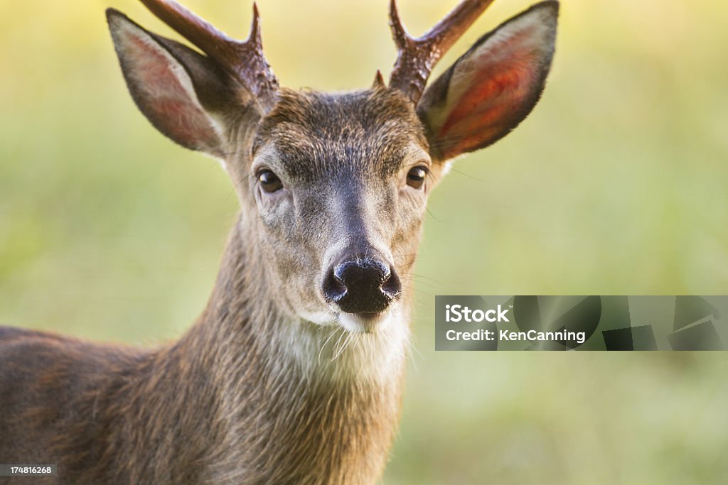 Deer Buck - Royalty-free América do Norte Foto de stock