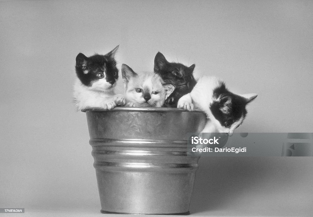 Gatto animali nel Secchio - Foto stock royalty-free di Animale