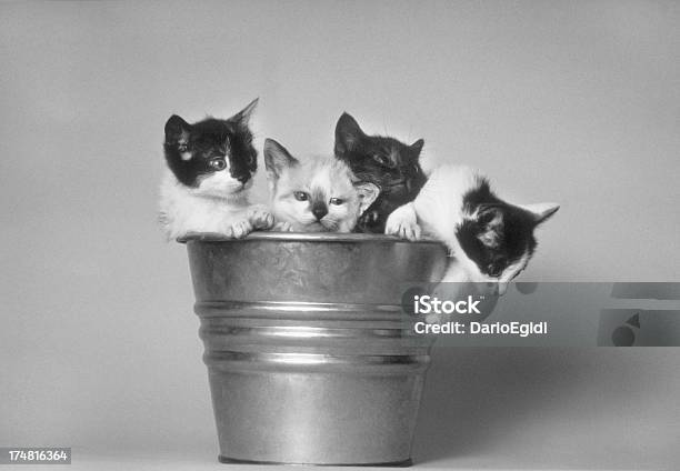 Gatto Animali Nel Secchio - Fotografie stock e altre immagini di Animale - Animale, Bianco e nero, Caucasico