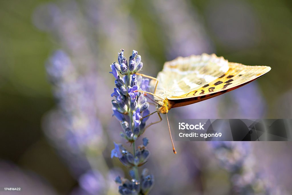 Papillon sur la lavande - Photo de Arbre en fleurs libre de droits