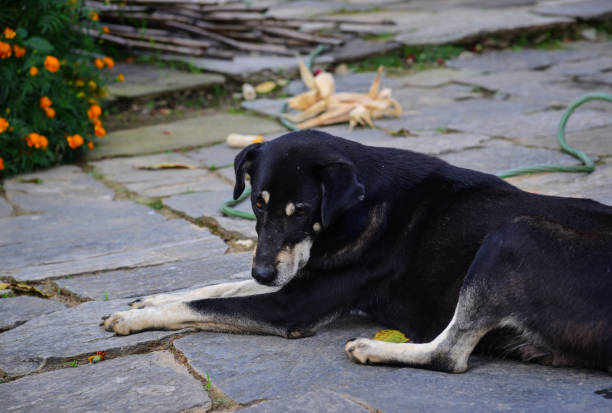 istock Black dog lying on street 1748164876