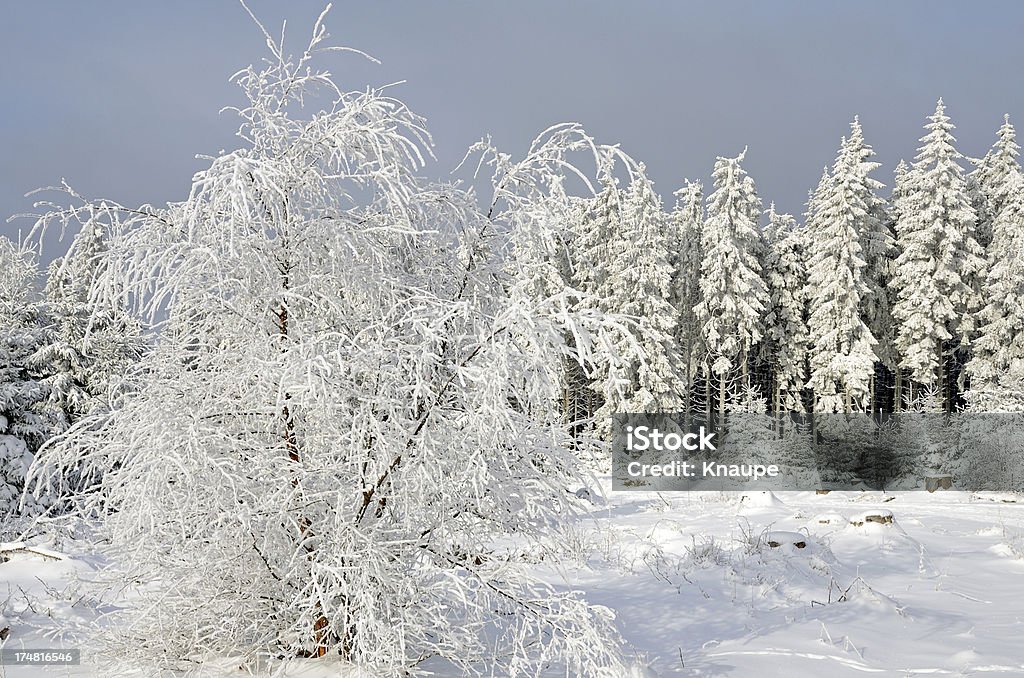 Árvores de inverno na neve - Foto de stock de Bétula royalty-free