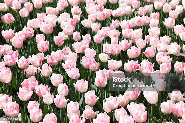 Tulipani Rosa Brillante - Fotografie stock e altre immagini di Aiuola - Aiuola, Ambientazione esterna, Astratto