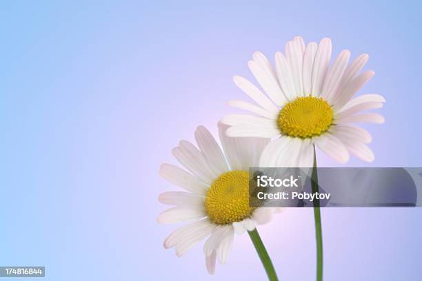 Zwei Gänseblümchen Stock Vektor Art und mehr Bilder von Blau - Blau, Blume, Botanik