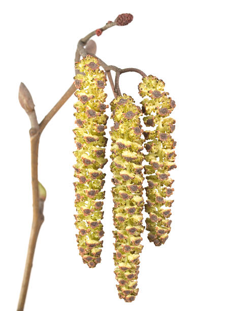 catkins de aliso - inflorescence alder tree glutinosa aments fotografías e imágenes de stock