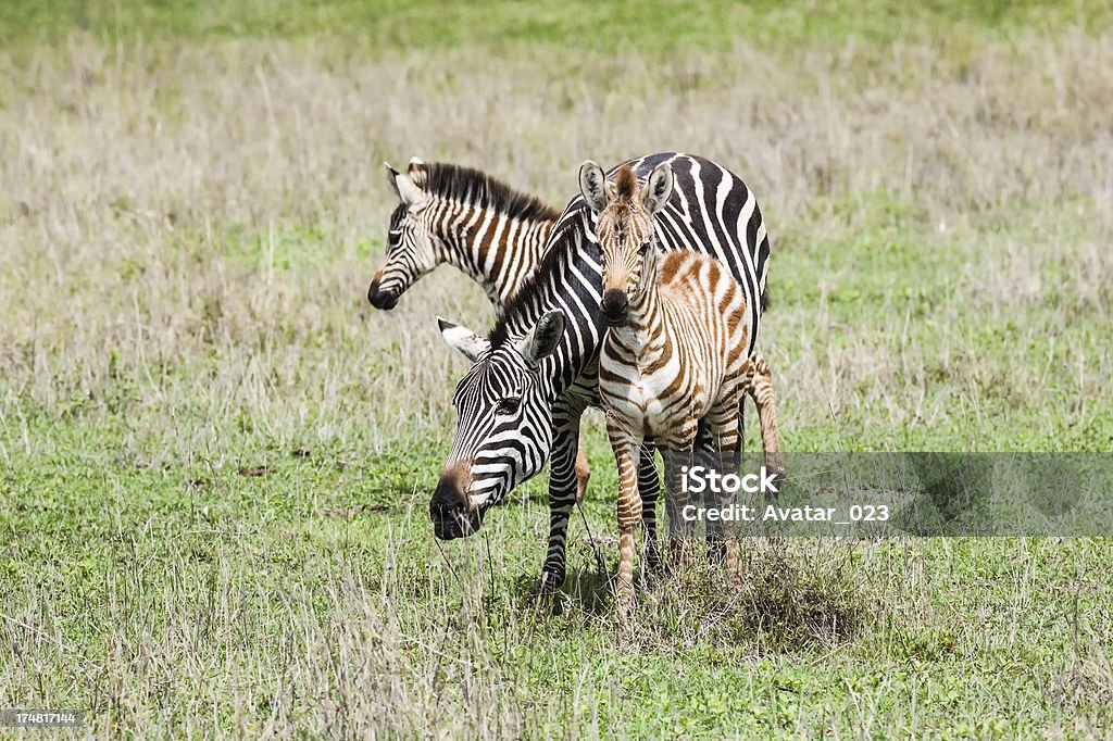 Zebras - Royalty-free Abraçar Foto de stock