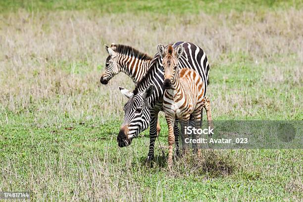 Zebras - Fotografias de stock e mais imagens de Abraçar - Abraçar, Amor, Animal