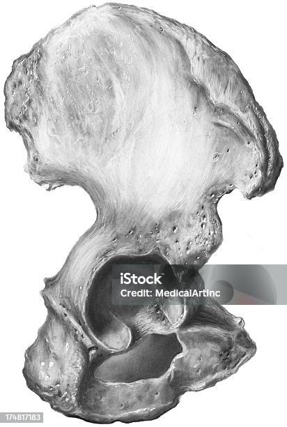 Hipkość Biodrową Os Innominatum - Stockowe grafiki wektorowe i więcej obrazów Kość biodrowa - Kość biodrowa, Biodro, Fotografika