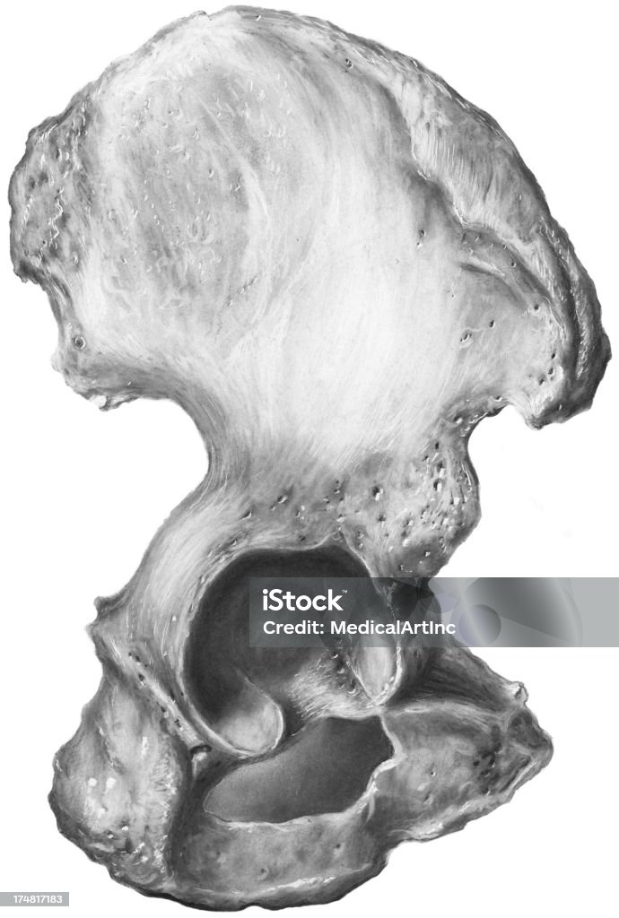Бедрах-тазовой костями, ОВ Innominatum - Стоковые иллюстрации Безымянная кость роялти-фри