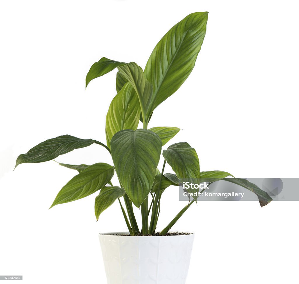 グリーンハウス植物 - カットアウトのロイヤリティフリーストックフォト