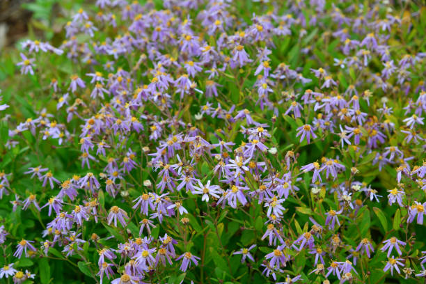 istock Wild flowers on mountain 1748172263