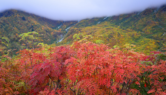 Autumn trees on Mount Tate in Toyama Prefecture, Japan.