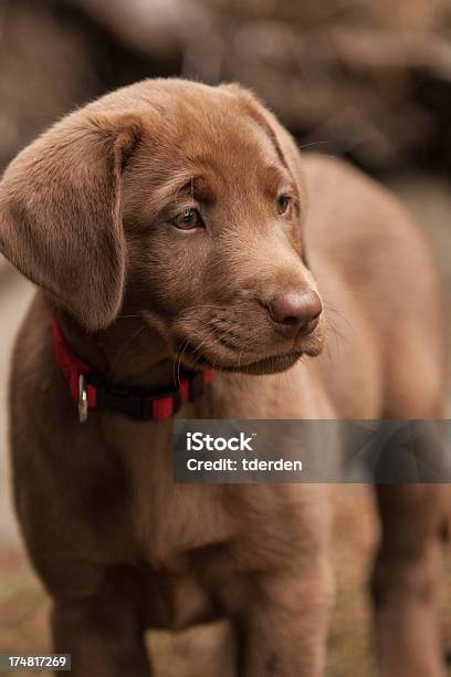 チョコレート Lab 子犬 - クローズアップのストックフォトや画像を多数ご用意 - クローズアップ, チョコレートラブラドール, ラブラドールレトリバー