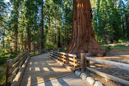 The General Sherman Tree area in the Sequoia national park in USA.