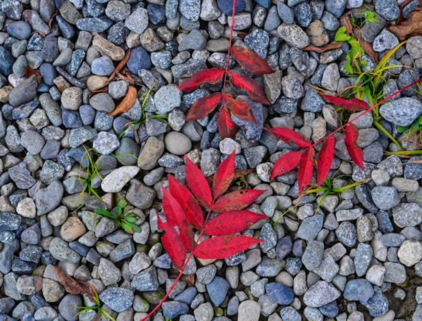 Fallen autumn leaves on the rocks in national park. Nature background.