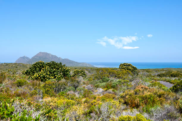 istock The wilderness of Cape Point National Park 1748173930