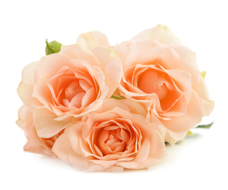 beautiful colorful rose flower frame looking like a tunnel of flowers with cut out isolated on white background have clipping path