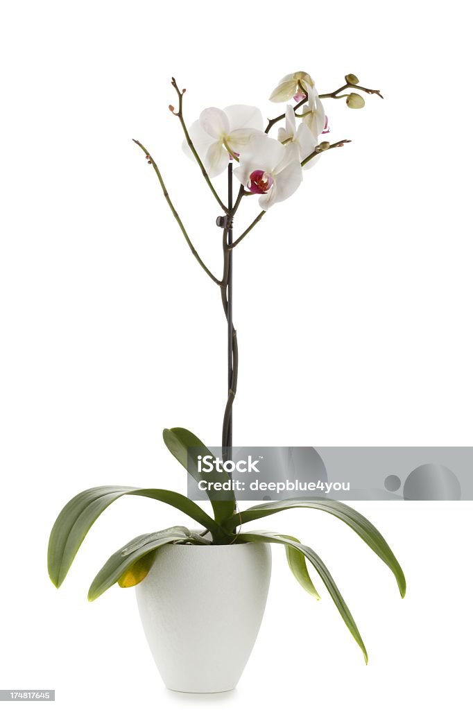 Orchidee sobre blanco - Foto de stock de Belleza de la naturaleza libre de derechos