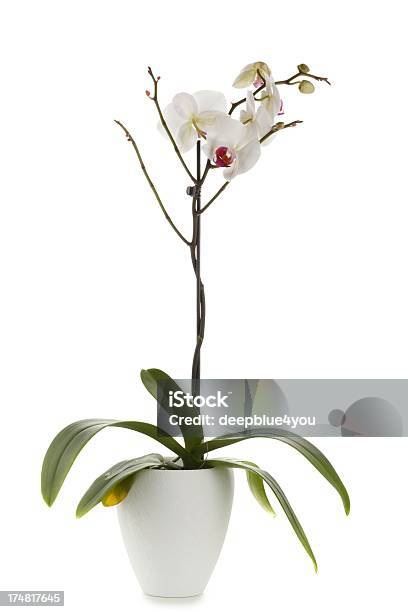 Orchidee Su Bianco - Fotografie stock e altre immagini di Ambientazione tranquilla - Ambientazione tranquilla, Bellezza naturale, Capolino