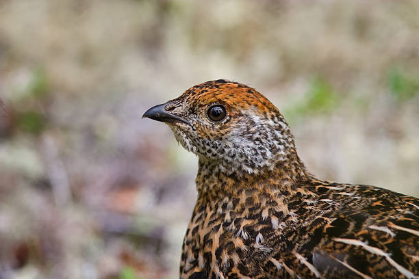 istock Female Spruce Grouse Portrait 174817722