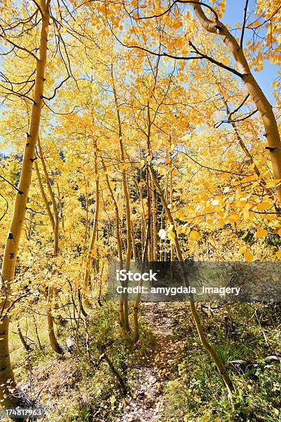 Jesień Ścieżka - zdjęcia stockowe i więcej obrazów Bez ludzi - Bez ludzi, Drzewo, Fotografika