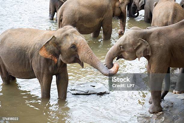 Elefanten Im Fluss Stockfoto und mehr Bilder von Asien - Asien, Elefant, Fluss