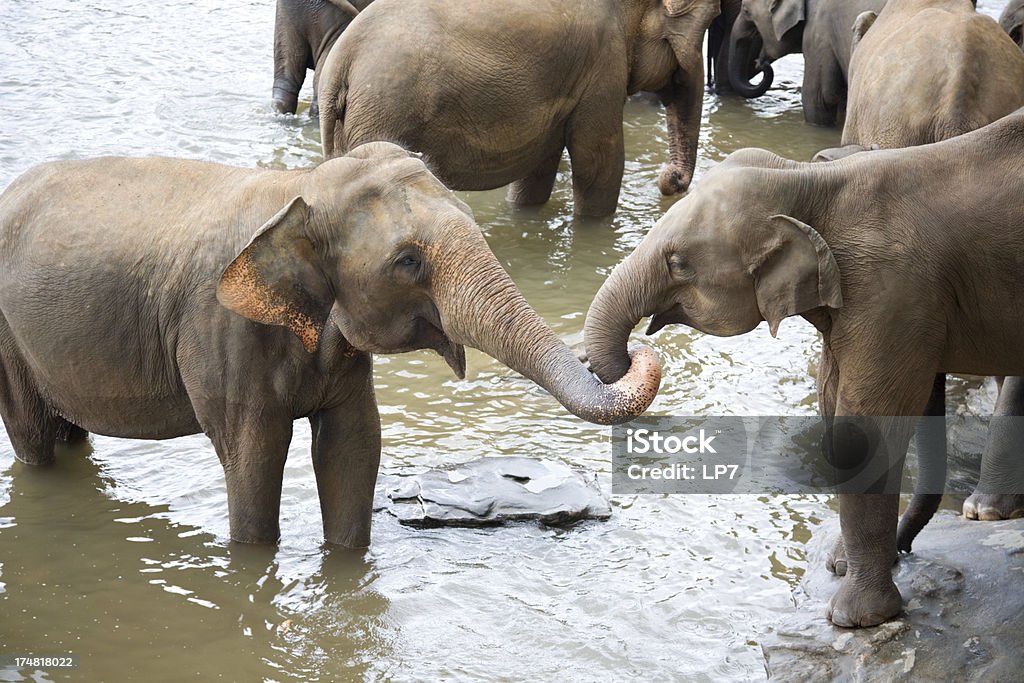 Elefantes em um rio - Foto de stock de Amor royalty-free