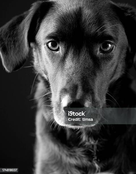 Confíe En Estilo De Un Cachorro Negro Foto de stock y más banco de imágenes de Animal - Animal, Blanco y negro, Cachorro - Perro