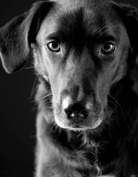istock Trusting look of a black puppy 174818037