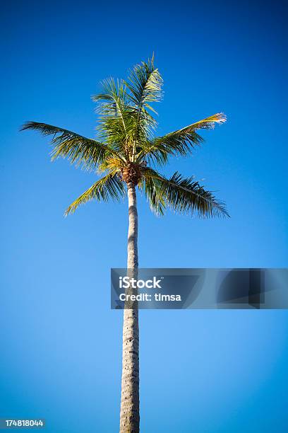 Foto de Vista De Ângulo Baixo De Uma Árvore De Palma e mais fotos de stock de Azul - Azul, Copa, Cor Saturada