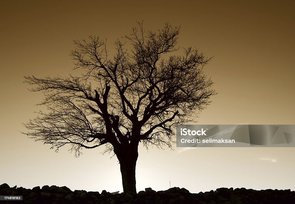 Sylwetka drzewa Morwa - Zbiór zdjęć royalty-free (Bezchmurne niebo)
