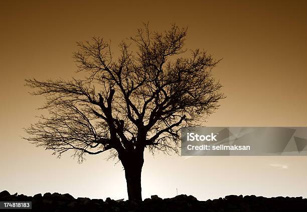 Silhueta De Árvore De Amoreira - Fotografias de stock e mais imagens de Amanhecer - Amanhecer, Amarelo, Ao Ar Livre