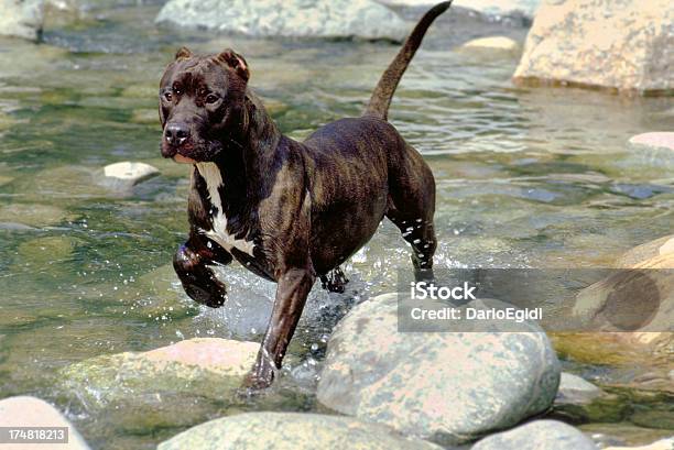 Animali Cane Pit Bull - Fotografie stock e altre immagini di Acqua - Acqua, Ambientazione esterna, American Staffordshire terrier