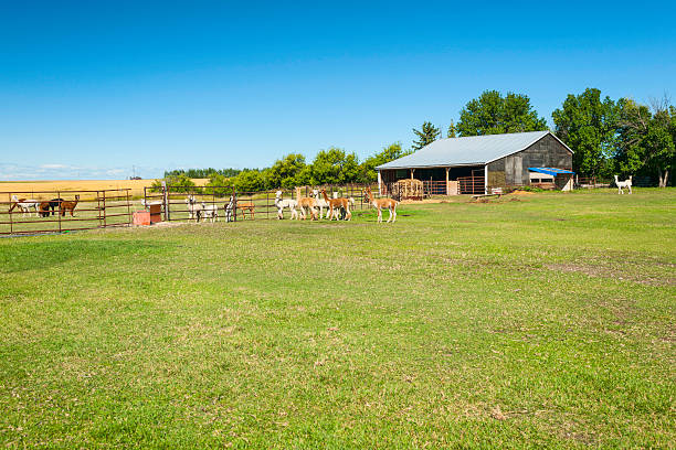 istock Farm of Lama 174818319