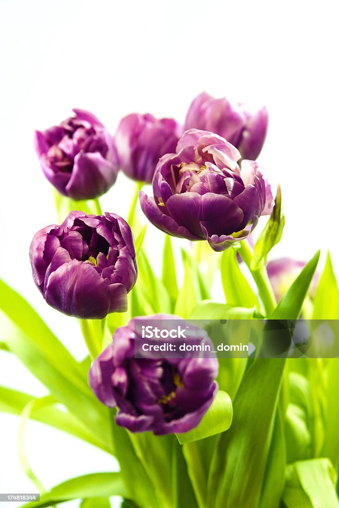 Splendido bouquet di tulipani viola taglio fresco, isolato su bianco - Foto stock royalty-free di Bellezza