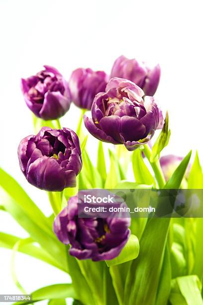 Splendido Bouquet Di Tulipani Viola Taglio Fresco Isolato Su Bianco - Fotografie stock e altre immagini di Bellezza
